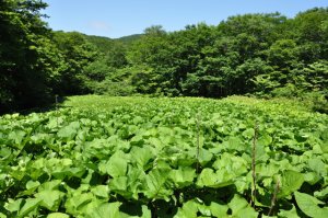 オタカラコウ湿原