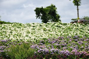 紫陽花の咲き乱れる丘