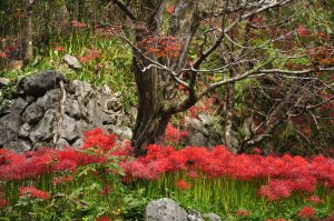 彼岸花が満開