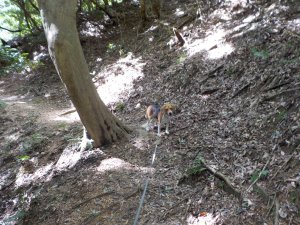 公園内とはいえ、普通の山道だな