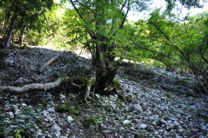 石灰岩の崩落地