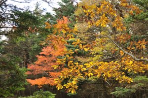 紅葉を楽しみながら　公園散策