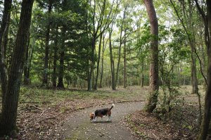 猪之頭公園　野鳥の森