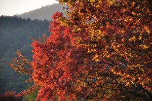 西湖畔の紅葉