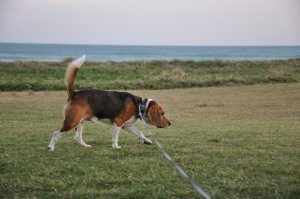 海岸をお散歩