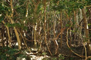 帰りは山側の道を　照葉樹林