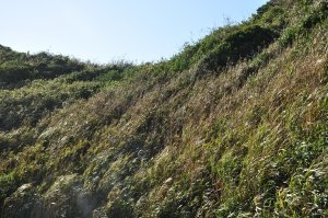 風が強いので灌木の山