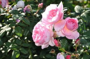 デビッド・オースチンのイングリッシュローズの花園