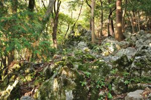 石灰岩の山道となる