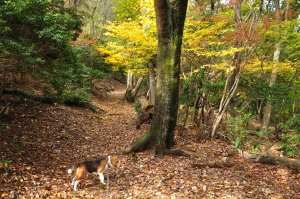 中腹は紅葉