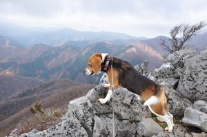 藤原岳山頂