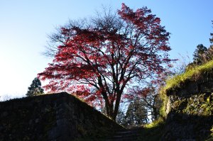 城跡の紅葉