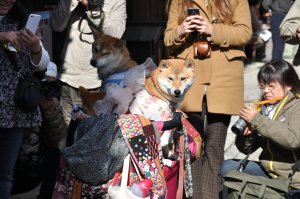 芝ちゃんも行列に