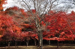 正法寺山荘跡