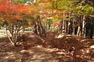 土塁が残る