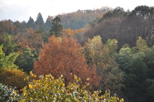 色づく春日山