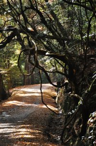 下りは春日山周遊路