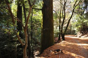 春日山周遊路