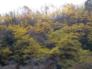 里山も最後の紅葉