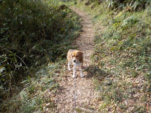 鳴川峠への登山道