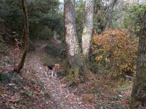 登山道にて