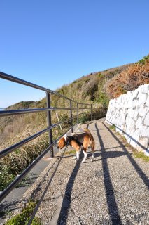 遊歩道を歩く