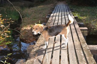 ため池の観察道