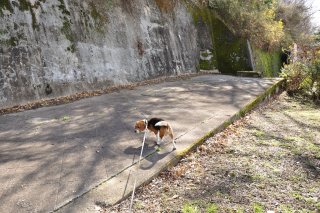 高安山--信貴山鉄道ホーム跡