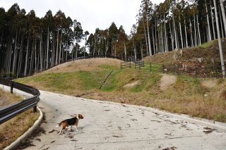 新登城路