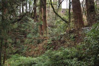 城跡に巨樹が