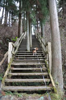 木の階段を登り