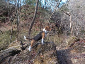 くろんど池からくろんど園地へ