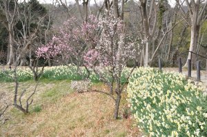 しばし花を楽しむ