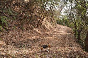 陽光もさして　気持ちのいい低山歩き