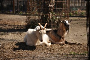 小動物園