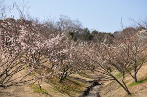 満開の梅