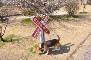 犬の糞　看板