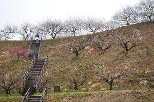 梅林公園へ