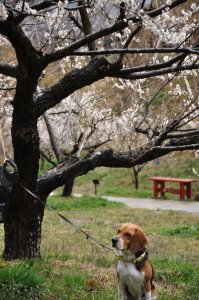 梅林公園