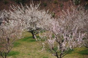 梅林公園にて