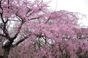 桜が咲いているぞ