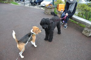 ラブラドードルちゃんとお友達に