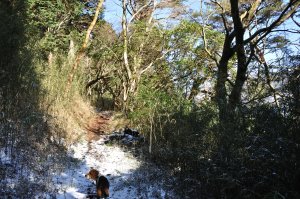 雪道を歩く