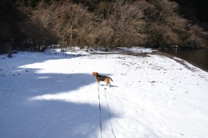 雪の浜辺を走り回る