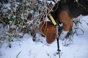 雪に顔を埋めて　何を狙っているのやら