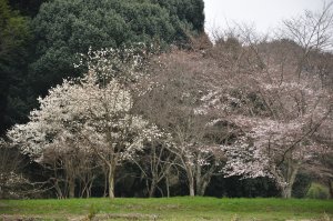 桜も咲き始め