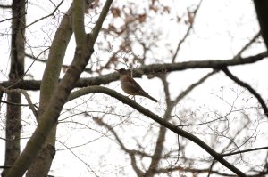 鳥が飛んでいた