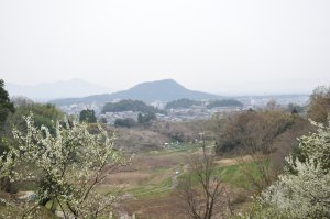 梅の花の向こうに畝傍山