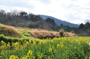 菜の花の向こうに三輪山