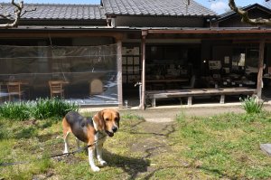 檜原神社の前の茶屋で